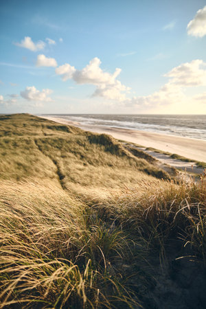 large dunes at danish coastの写真素材