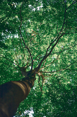 Green tree seen from belowの写真素材