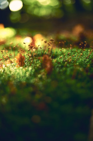 Mossy ground with leaves glowing in sunlightの写真素材