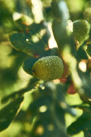 Dew covered acorn in sunlightの写真素材