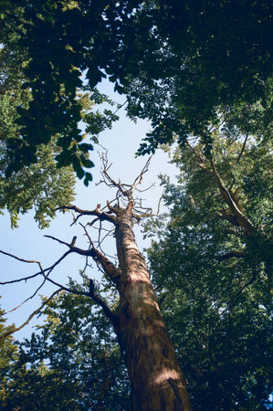 single Dead Tree in forest