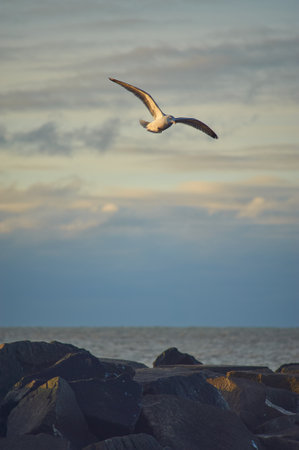 Seagull flying over rocky coast in late evening sunshineの写真素材