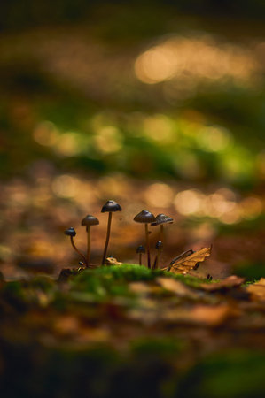 Moss and leaves in sunshine in deep forest