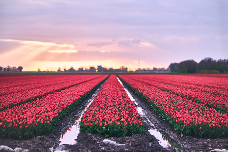 Large field with red tulips in the netherlands