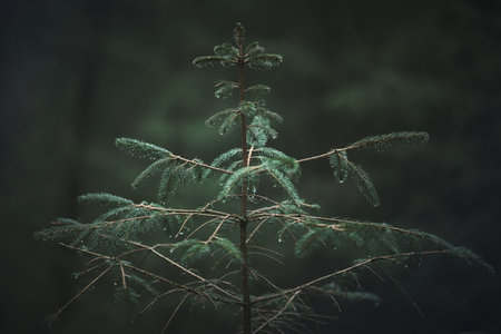 small conifer in dark green forestの写真素材