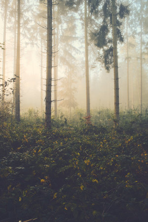 Sunrise in misty foggy forestの写真素材