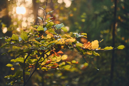 Autumn color leaves with blurry backgroundの写真素材
