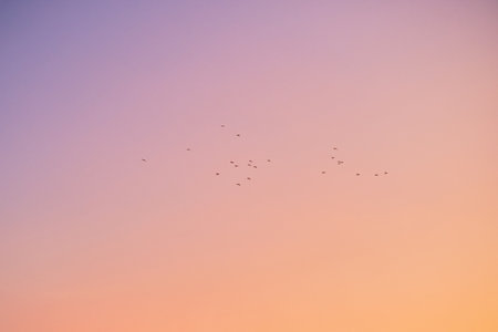 Birds flying against colorful skyの写真素材