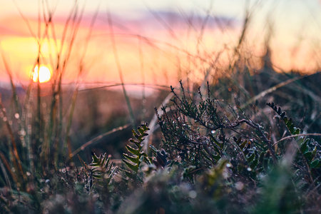 Frozen vegetation in warm morning sunlightの写真素材