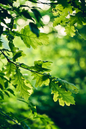 Green Oak leaves in morning sunshine vertical