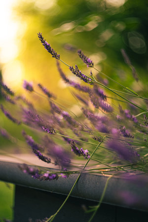 Lavender blossoming in soft evening lightの写真素材