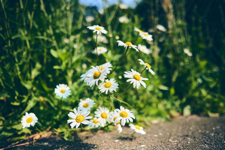 chamomile growing over sidewalkの写真素材