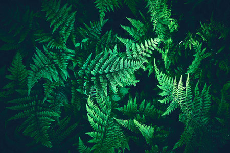 Green Ferns on forest ground