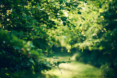 Green leaves in young forest in morning sunshineの写真素材