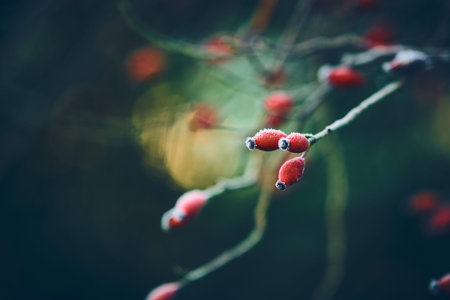 Frosted rosehip berries on delicate branch with soft bokeh