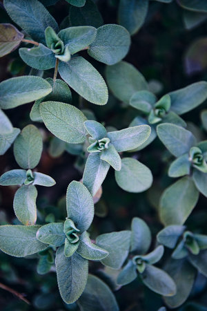 Tight close-up of fuzzy green succulent rosettes