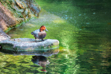 Emerald Lake with gorgeous duckの写真素材