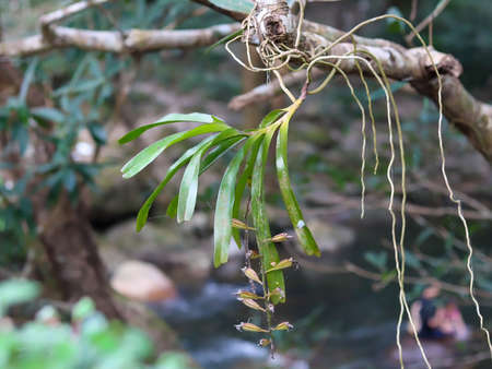 An orchid tree perched on a poplar rely on each other.の写真素材