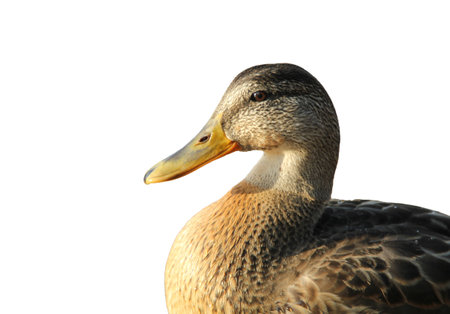 Common duck on a white background isolatedの写真素材