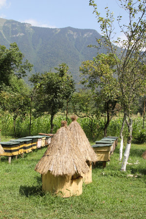 Apiary in the mountains. Wooden beehives covered with straw