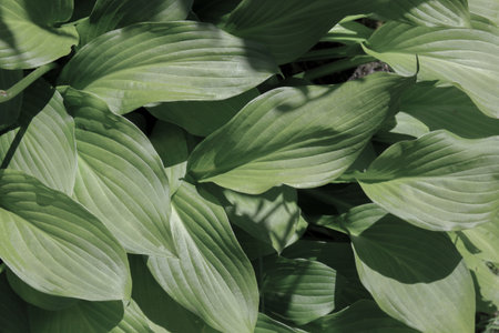 The green texture of the hosta leaves is large on top. Natural natural ashy textureの写真素材