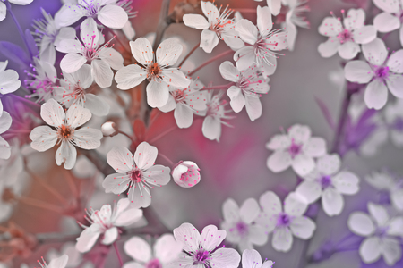 The blossoming cherry branch, pink-purple. Colourful and bright stylization.の写真素材