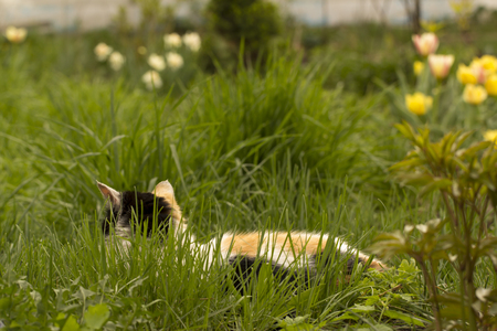 The white cat with red and black spots, lies in a green grass and enjoys a type of the blossoming spring garden.の写真素材