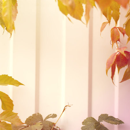 Warm autumn background with yellowish branch of wild grapes and light center. Rural seasonal natural...