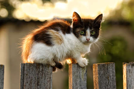 A cute little kitten sitting on an old wooden fence. Warm summer country scene in bright shades of sunset, with a pet.の写真素材