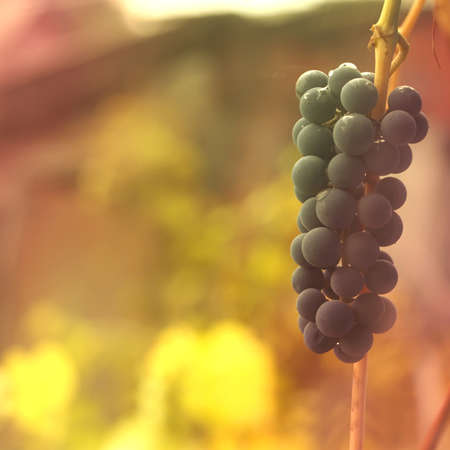 Tender autumn background with a branch of blue grapes. Rural seasonal scene with soft focus and yellow and red color.の写真素材