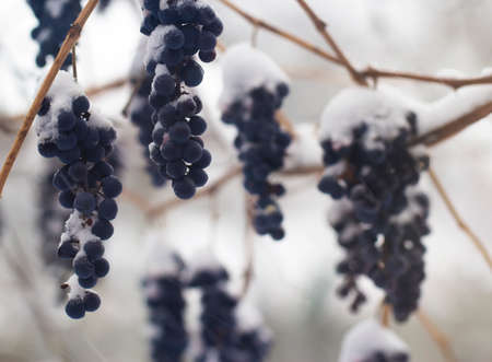A bunch of blue grapes in a snow-covered winter garden. Daytime garden scene with frozen fruits.の写真素材