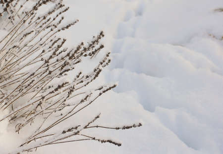 Dry lavender inflorescences and a cat's path against a background of white fluffy fresh snow. Winter cozy garden.の写真素材