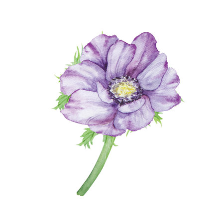 Watercolor hand drawn purple anemones with green leaves isolated on white background.の写真素材