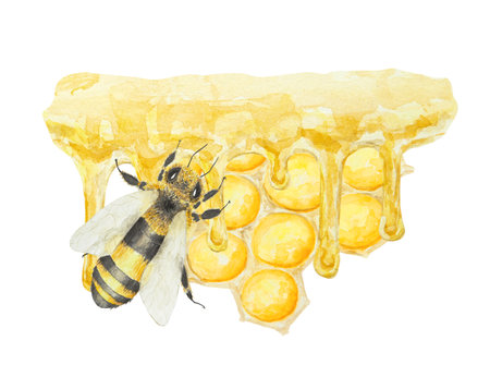 Watercolor illustration of honey and bee. Hand drawn and isolated on white background. Great for printing on fabric, postcards, invitations, menus, cosmetics, cooking books and others.の写真素材