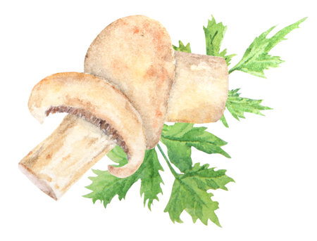 Watercolor illustration of champignons and green parsley leaves, hand drawn in watercolor and isolated on a white background. Great for printing on fabric, menus and more.の写真素材