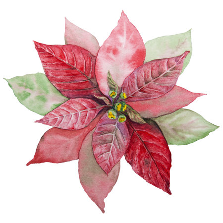 Hand drawn watercolor christmas illustration of red poinsettiaの写真素材