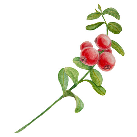 Wild red berries watercolor hand drawn botanical realistic illustration. Forest cranberry, cowberry branch isolated on white background.Great for printing on fabric, postcards, invitations, menusのイラスト素材