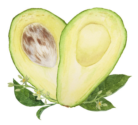 Avocado halves and pieces watercolor hand drawn realistic illustration. Green and fresh art of salad, sauce, guacamole, smoothie ingredient. For textile, menu, cards, paper, package designの写真素材