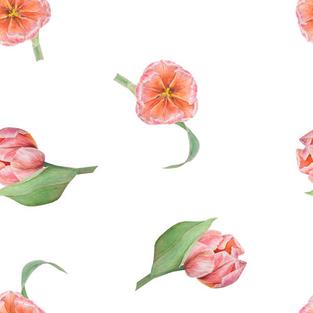 Pink tulips seamless pattern painted in watercolor, realistic botanical hand drawn illustration, background for design, wedding print products, paper, invitations, cards, fabricの写真素材