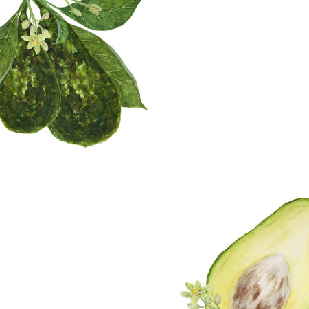 Frame of avocado watercolor hand drawn realistic illustrations. Green and fresh arts of salad,...