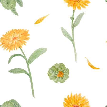 Seamless pattern of orange calendula officinalis. Watercolor hand drawn botanical illustration for labels, eco goods, textiles, natural herbal medicine, healthy tea, cosmetics and homeopatic remedies.の写真素材