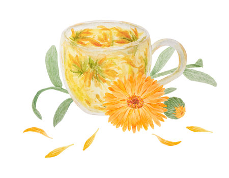 Orange calendula officinalis and a cup of herb tea. Watercolor hand drawn illustration. Botanical element for labels, eco goods, textiles, natural herbal medcine, cosmeticsの写真素材