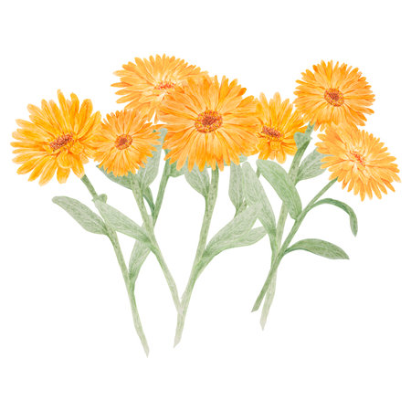 Boquet of orange calendula officinalis watercolor hand drawn illustrations. Botanical elements for labels, eco goods, textiles, natural herbal medicine, healthy tea, cosmetics and homeopatic remedies.の写真素材