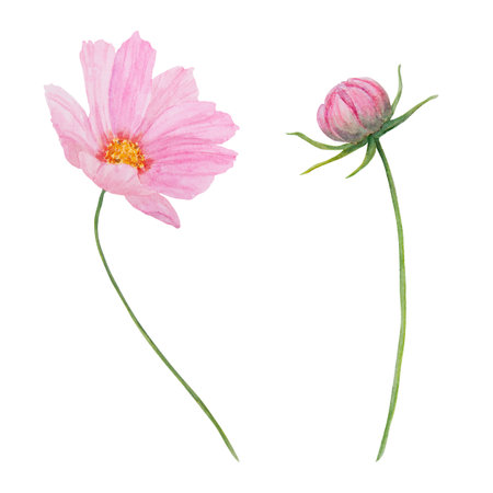 Pink Cosmos watercolor illustration. Hand drawn botanical painting, floral sketch. Colorful flower clipart for summer or autumn design of wedding invitation, print, greeting, sublimation, textileの写真素材