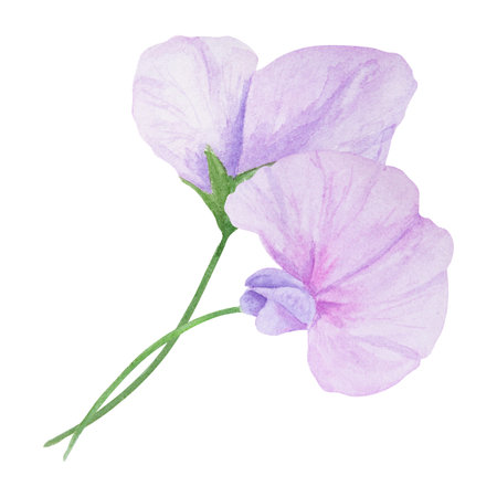 Lilac Lathyrus watercolor illustration. Hand drawn botanical painting, floral sketch. Colorful...