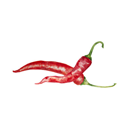Hand drawn watercolor red chilli pepper. Clip art of hot spice. Peppery vegetable for cooking book, menu, restaurants, cafe. Painting for lable, packing, lable. for eco farming goods.の写真素材