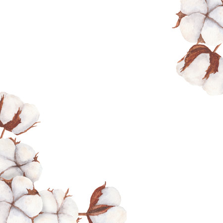 Cotton bolls watercolor illustration. Frame of hand drawn clip arts for wedding print designs, greetings, invitation, card, label. Painting in Rustic, Boho, Scandinavian style. Good for winter decorの写真素材