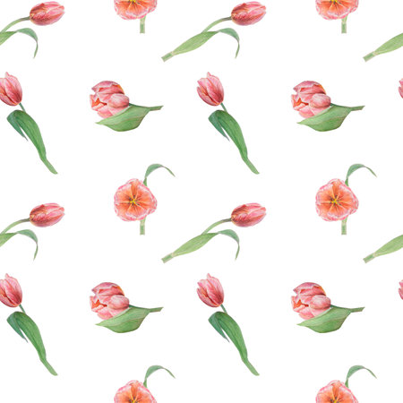 Pink tulips seamless pattern painted in watercolor, realistic botanical hand drawn illustration, background for design, wedding print products, paper, invitations, cards, fabricの写真素材