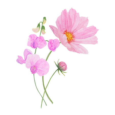 Pink Cosmos watercolor illustration. Hand drawn botanical painting, floral sketch. Colorful flower clipart for summer or autumn design of wedding invitation, print, greeting, sublimation, textileの写真素材