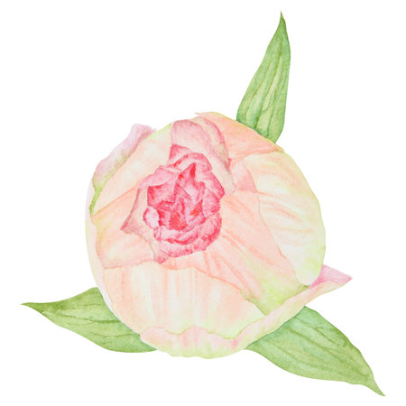 Peach peony bud watercolor hand drawn painting. Realistic flower clipart, floral arrangement. Chinese national symbol illustration. Perfect for card design, wedding invitation, prints, textileの写真素材